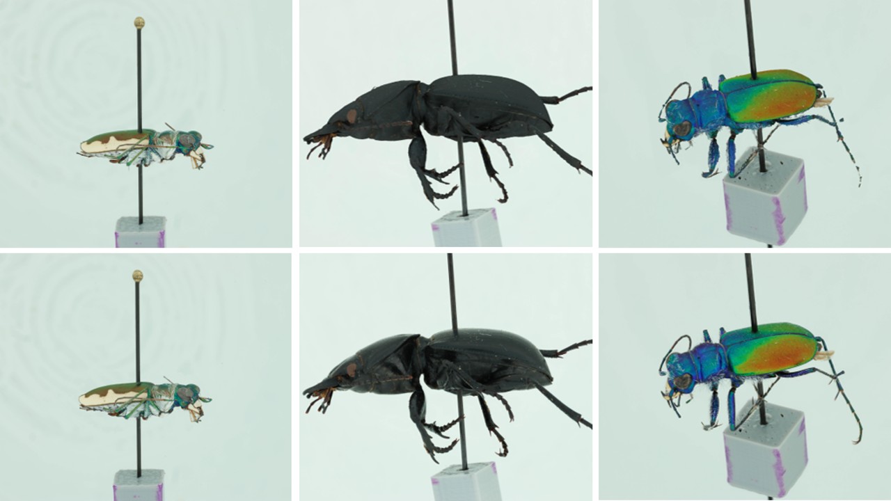 3D models of pinned specimens vs the Raw image